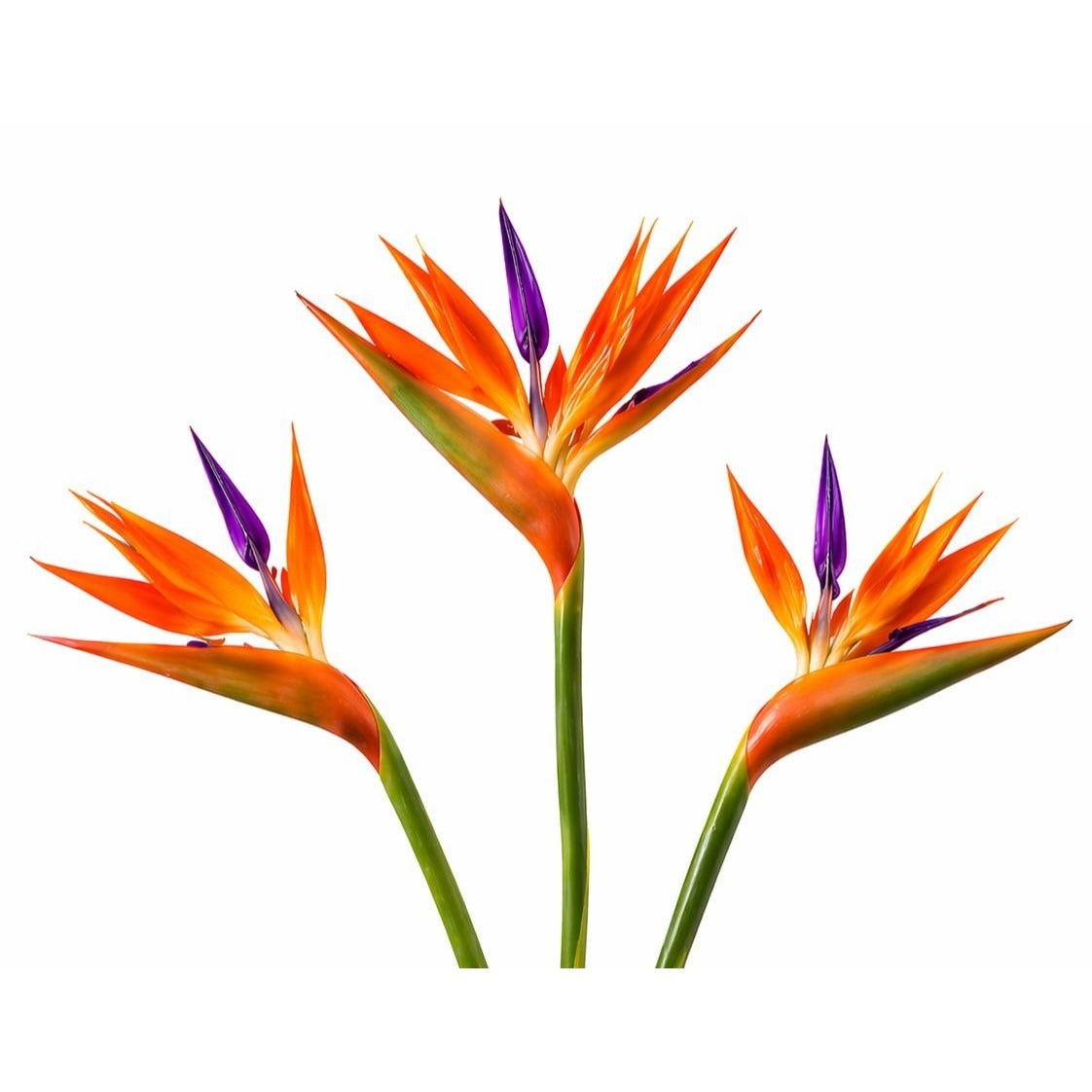 Artificial Bird of Paradise Flowers Realistic Strelitzia 3 Stem Bundle