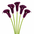 Deep Plum Calla Lily Stems Set of 5, 14 Inch Artificial Flowers, Wired Faux Florals for Wreaths Wedding Decor