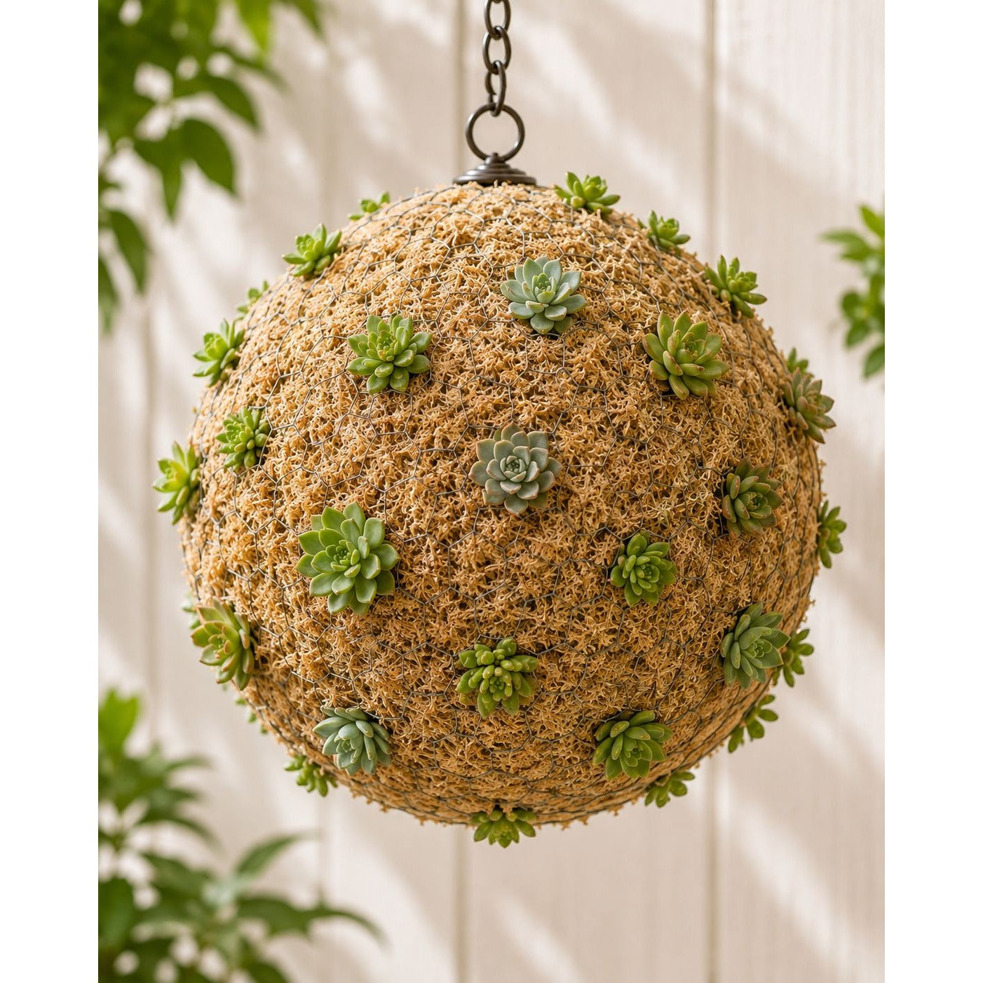 A spherical hanging planter made of natural fiber, decorated with small green succulent plants, suspended by a metal chain against a light wood paneled wall with soft green foliage in the background.