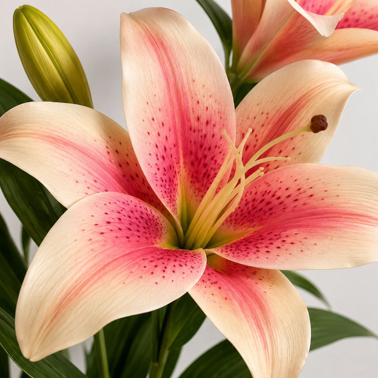 Real Touch Pink Stargazer Lily Stems Set of 2, Artificial Lily Flowers, Faux Wedding Flowers, Cream Pink Lily Spray, French Country Decor