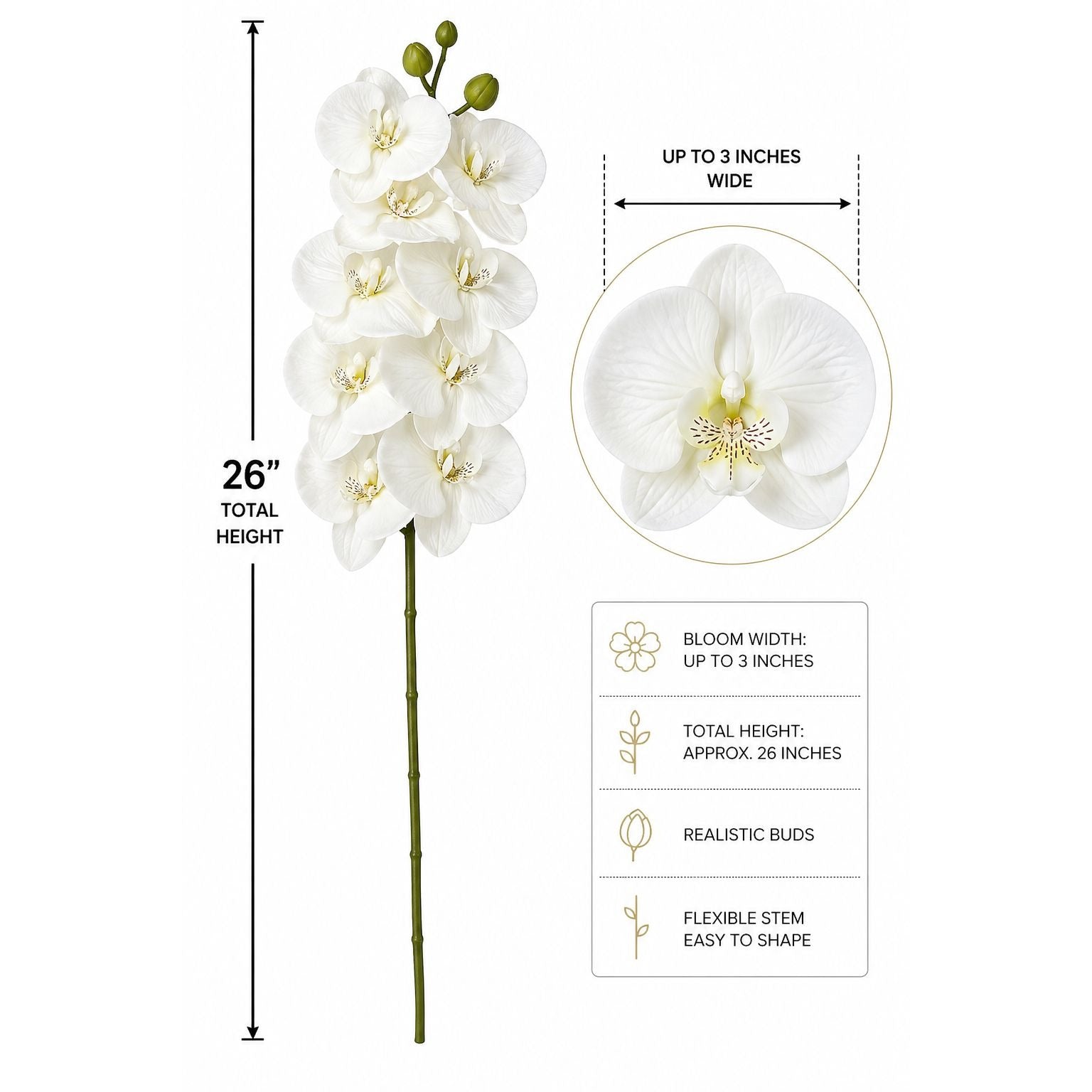 White orchid flower arrangement with measurements and details on a white background