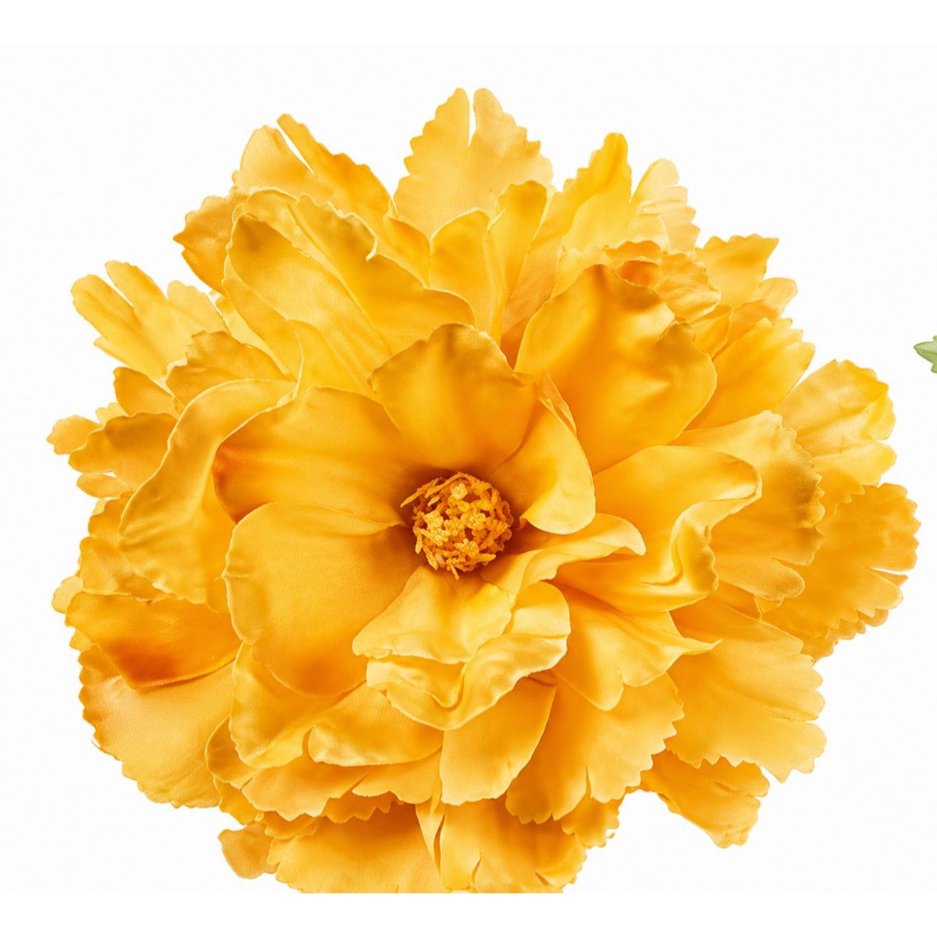 Close-up of a bright yellow flower with a white background