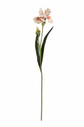 White Pink Iris - Extended Stem