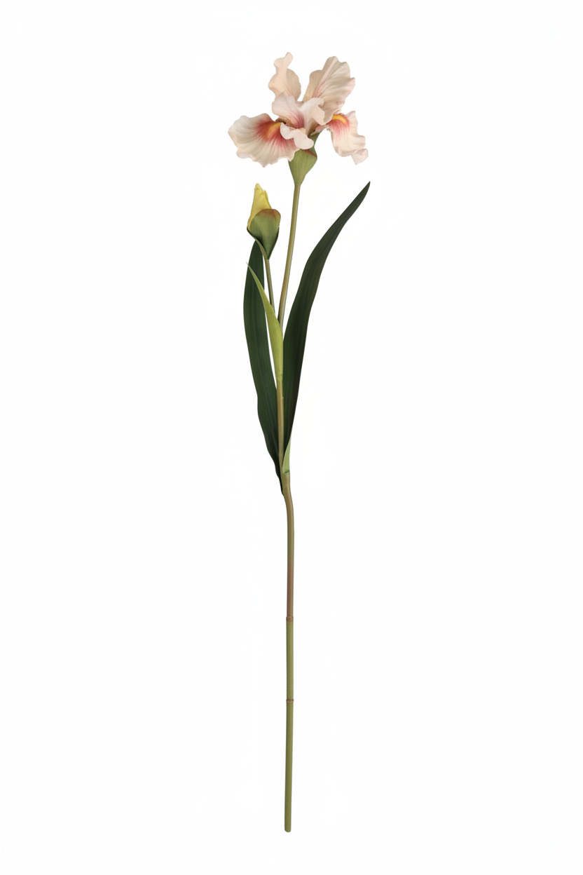 White Pink Iris - Extended Stem