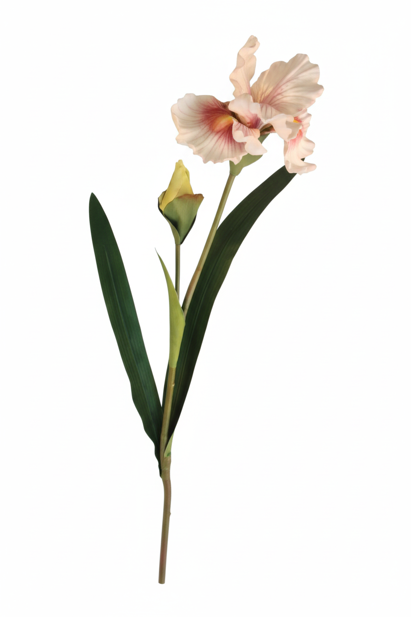 White Pink Iris - Longer Stem View