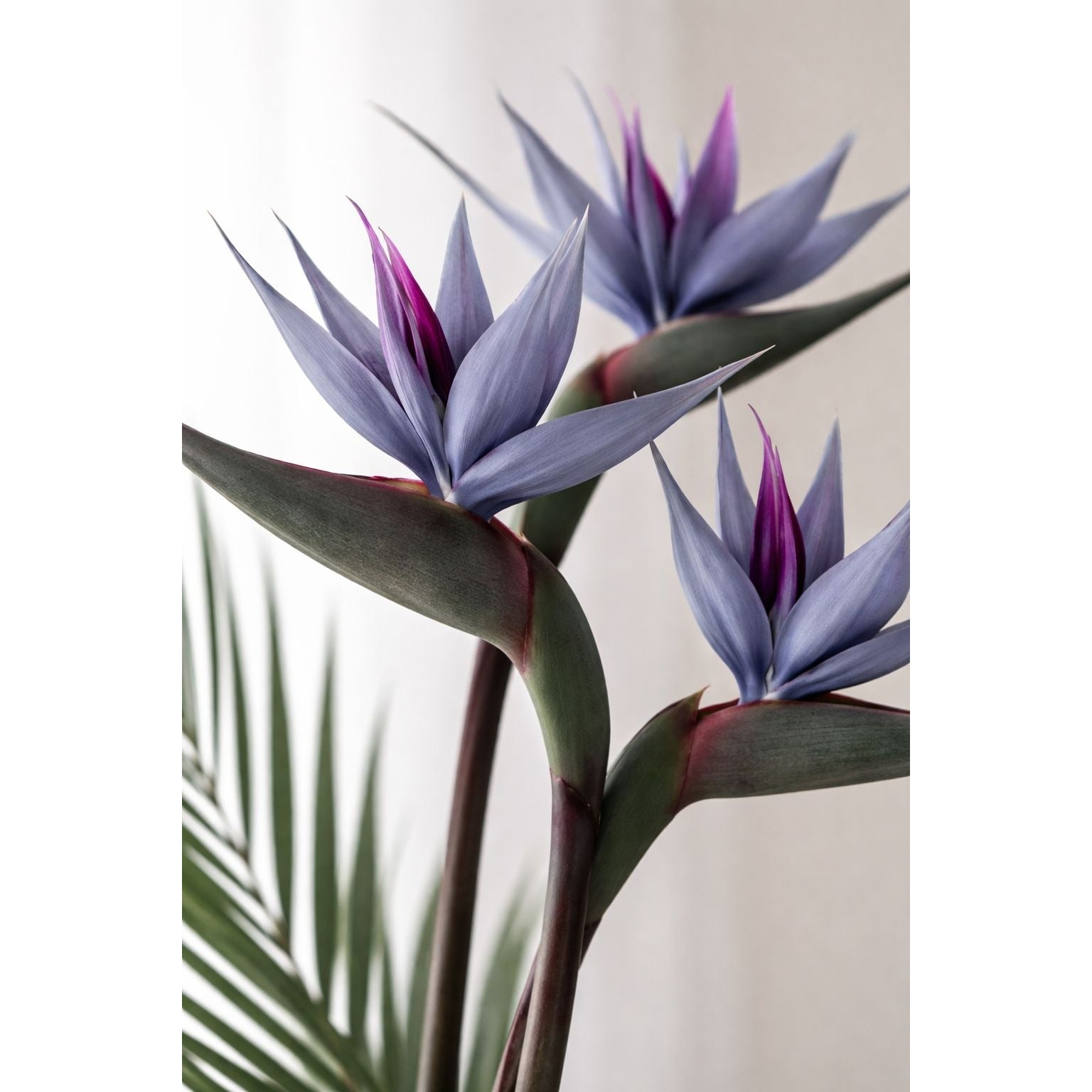 Bird of Paradise Stems Set of 3 Faux Tropical Flowers 30 Inch Tall Moody Blue Purple Artificial Strelitzia Modern Home Decor