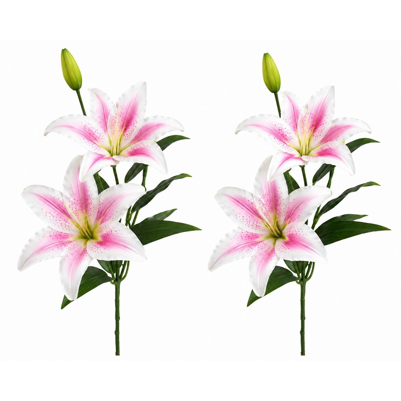 Four pink and white lilies with green leaves on a white background